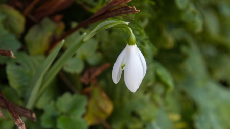 SNOWDROP FLOWER - white, image, flower, snowdrop