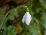 SNOWDROP FLOWER