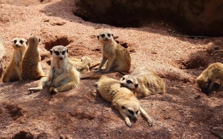 CUTE MEERKATS RELAXING - CUTE, IMAGE, MEERKATS, ANIMALS