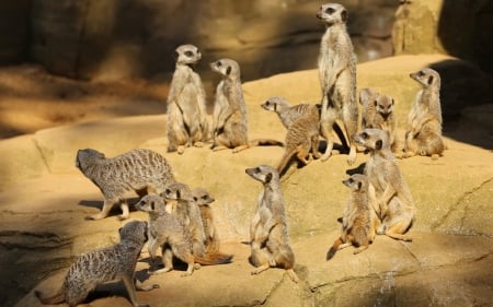 FAMILY OF MEERKATS - FAMILY, IMAGE, MEERKATS, ANIMALS