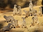 FAMILY OF MEERKATS