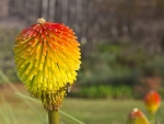 AFRICAN FLOWER