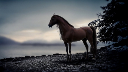 Lonely - wallpaper, horse, animals, digital art