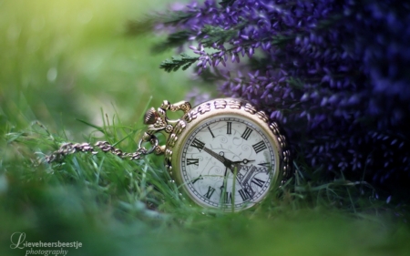 Life is time - flowers, Lavendar, nature, beautiful, time