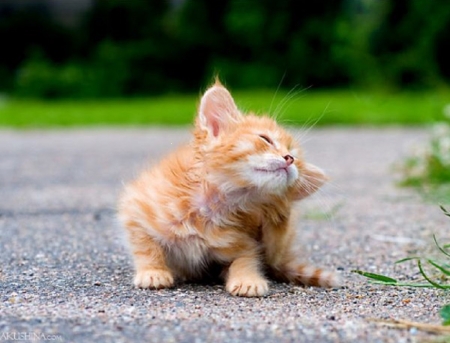 another cute kitten - another, kitten, cute, cats, animals