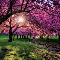 Pink Flowering Trees in Spring