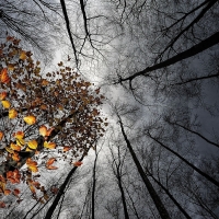 Canopy of Trees in Autumn