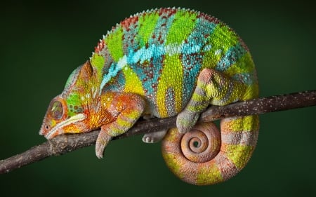 Chameleon - animal, sleep, reptile, green, orange, chameleon