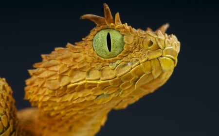 Horny viper - horny viper, animal, reptile, yellow, snake, green, eye