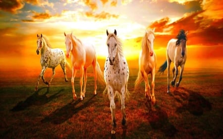 horses