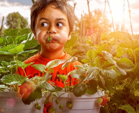 Little thief - strawberry, summer, adrian sommeling, thief, creative, copil, child, boy, fantasy, red, fruit, situation