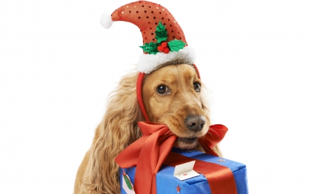 Santa's helper - cocker spaniel, dog, christmas, elf, santa, animal, craciun, funny, caine, gift