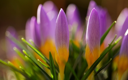 Crocuses - yellow, green, spring, flower, crocus, pink