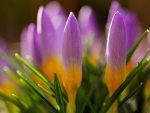 Crocuses