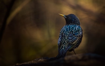 Starling - bird, black, starling, blue, pasare, graur