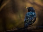 Starling