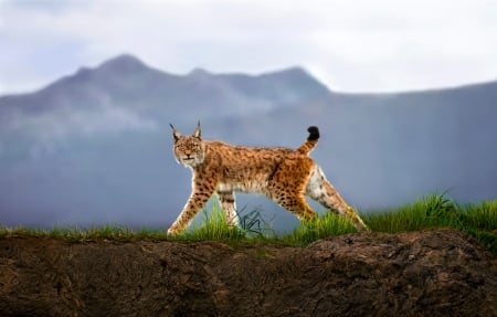 Lynx - animal, walk, nature, Lynx