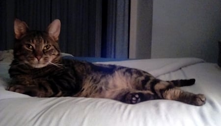 Playcat of the Month: Frankie - funny, cute, furry, cats