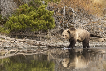 Bear - run, animal, bear, paw