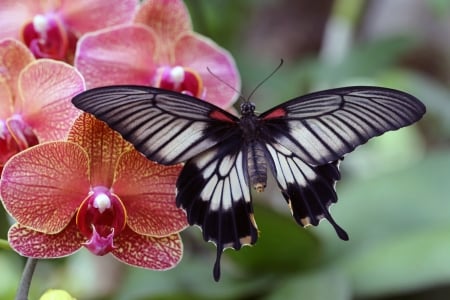 Butterfly on Orchid