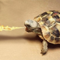 fire breathing turtle