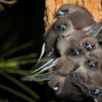 Dark Eyed Juncos