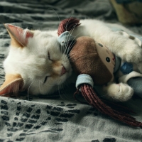 Kitty Cuddling