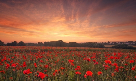 Poppy - nature, tree, flower, poppy