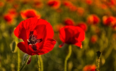 Poppy - nature, leaf, tree, poppy