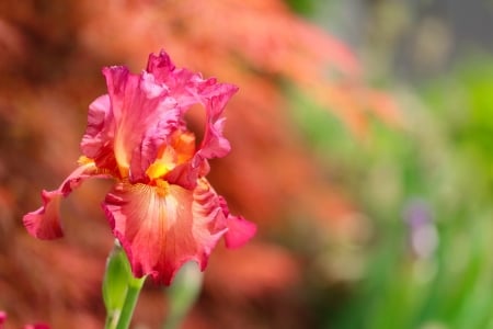 Pink iris - pretty, lonely, beautiful, garden, iris, lovely, flower