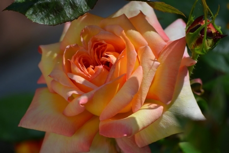 Yellow Rose - flower, yellow, nature, rose