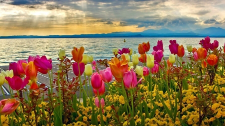 Flowers in the river bed - sky, lake, flowers, sun