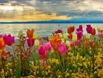 Flowers in the river bed