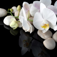 Orchids and Stones