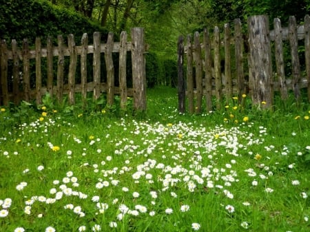 Backyard in Springtime - springtime, backyard, grass, in, flower