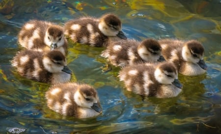 Duck - bird, small, Duck, swim