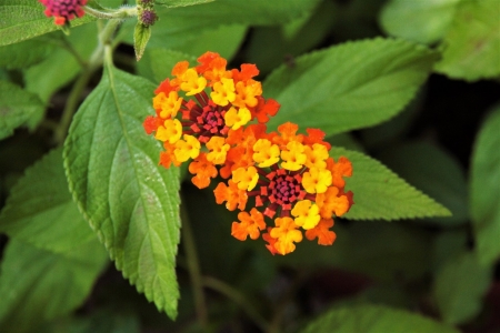 Flower - plants, Flower, nature, tree