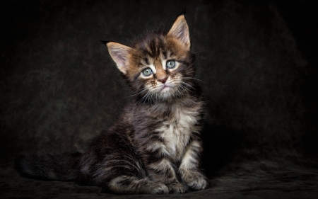 Kitten