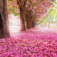 Pink Blossom Trees