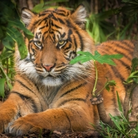 Sumatran-Tiger