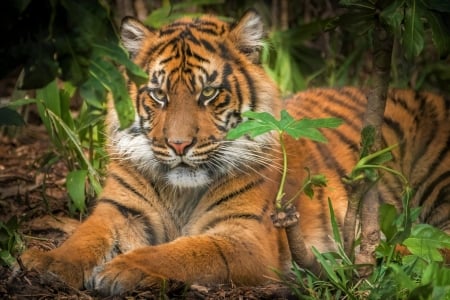 Sumatran-Tiger - jungle, animal, Tiger, Sumatran