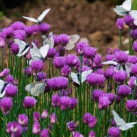 White Butterflies on Flowers