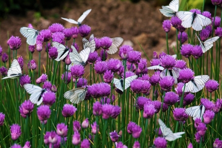 White Butterflies on Flowers - flowers, white, butterflies, on