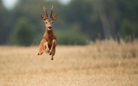 Deer - animal, caprior, running, deer, horns