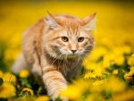 wild cat in yellow flowers