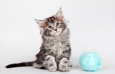 Kitten - animal, pisica, kitten, blue, maine coon, cute, cat, wool ball