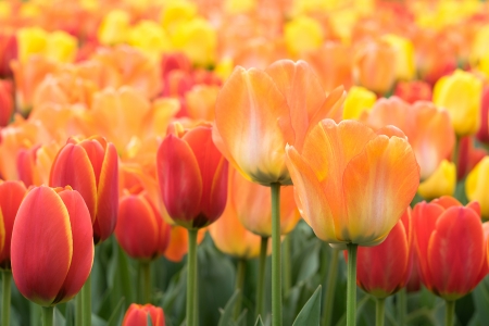 Flower - plants, Flower, nature, tree