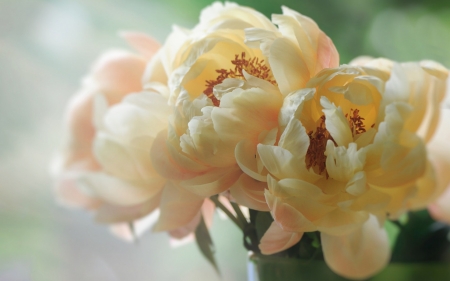 Peony - plant, nature, peony, flower