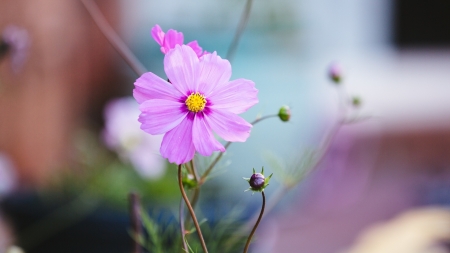 Purple flower - flower, purple, nature, plant