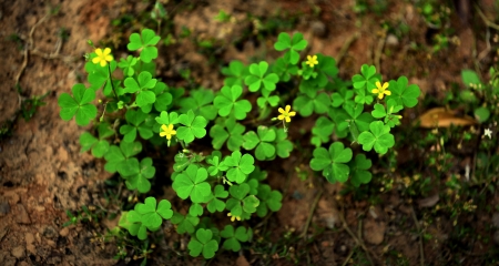 Shamrocks - shamrocks, beautiful, photography, photo, wide screen